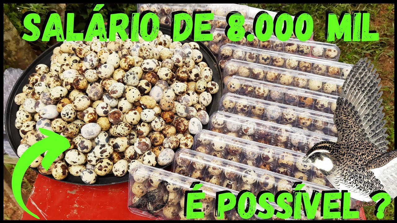 Salário Garantido !!! CODORNAS dão lucro em TUDO !  @TILAPIA Minha Vida !