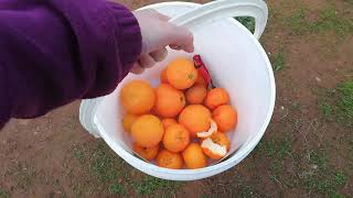 preview picture of video 'Golden Grove Citrus Orchard, Australia'
