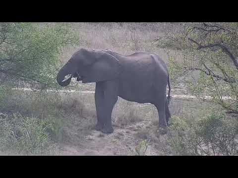 Djuma: Elephants go down other side of dam wall - 07:43 - 10/29/21