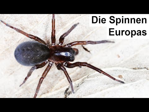 Fette Spinne lebt bei deinem Haus - kann sie beißen?