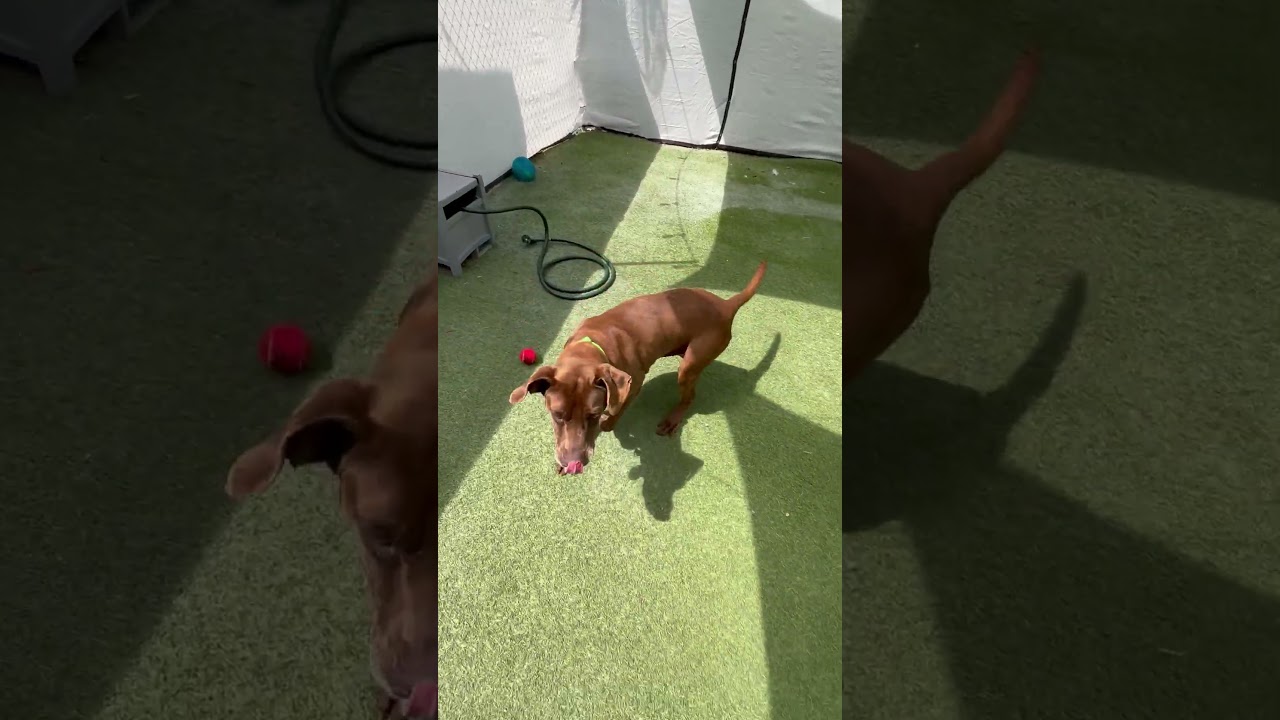 Enlarge Flora, a Adoptable Labrador Retriever in San Diego, CA video 6/6