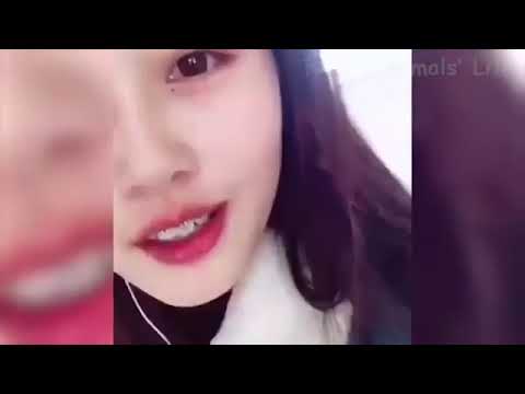 Funny😂 Cat🐈 And DOG🐩😘😘😘