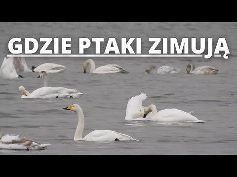 Tam gdzie ptaki zimują. Półwysep Helski.