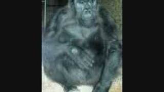 Mondo Fumatore - Gorilla