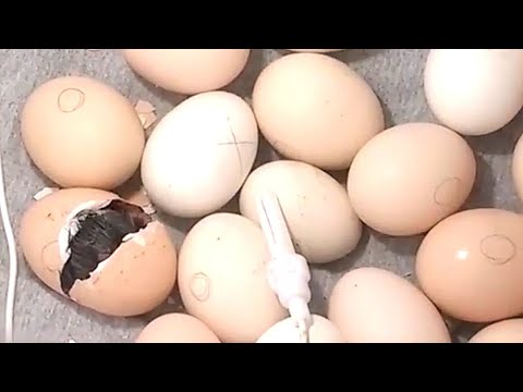 , title : 'Incubadoras caseras para huevos de gallina y codornices.'