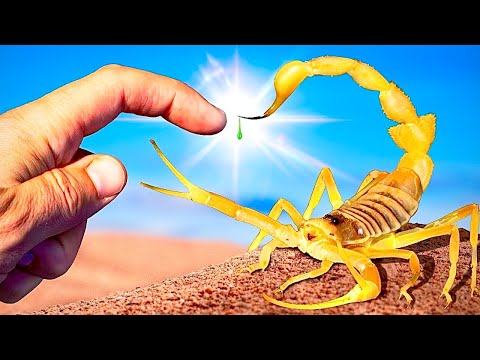 Deadliest Scorpion STING on Earth! (Arabian Deathstalker) 