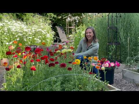 Ranunculus Flower Stand Setup & Sharing New Growing Methods for Healthier Ranunculus Flowers!!!