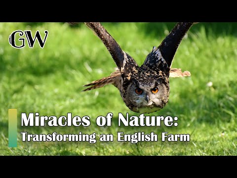 The Remarkable Revival of Knepp Estate Through Rewilding