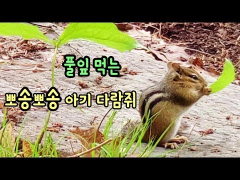 풀잎 먹는 아기 다람쥐 Jenny's Baby Chipmunk Is Eating Baby Plant Video