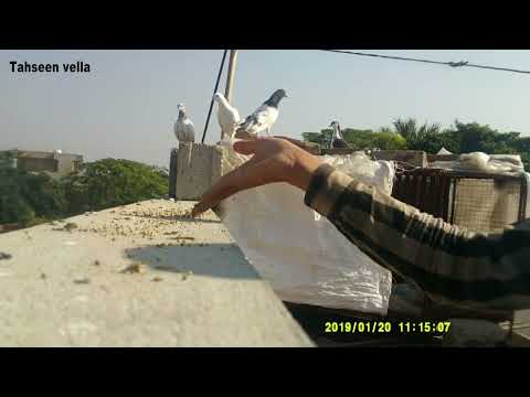 Bili Pharh Leyi Ay | Funny Cat Video | Daily Rutine Village  Life Vlog 5