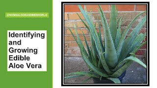 Identifying and Growing Edible Aloe Vera | #SONISALOEANDBEEWORLD