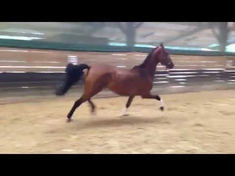 Westfalen Stute Fabuleus d`Arx  geb 2.2011