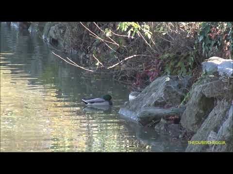 ANATRE SELVATICHE DI GERMANO REALE AL LAGO. -  SAB. 20 - 11 - 2021.