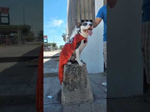 Conozcan a Oliver el bailador 😝 #perrito #mascotas #pitbulls #mejoramigo #perrito