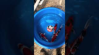 See a koi you love in this bowl?