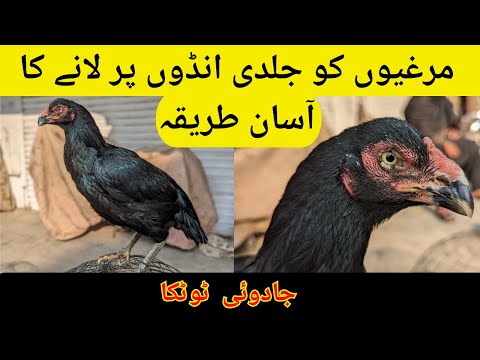 Murgi ko ando par kaise laye | Choti Murgiyo Ko jaldi tyar karne ka tarika | Aseel murgi | Formula