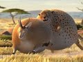Funny Caminandes Fat Rollin Wild Short Movies Animation Short Movies Cartoon Movies