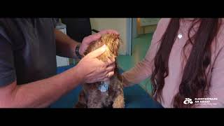 3 Besten Tierkliniken in Stuttgart - ThreeBestRated