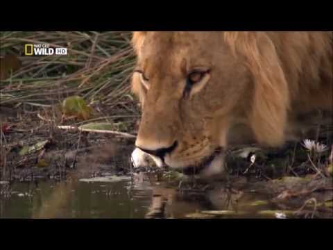 Nadee Ganga Tharanaye Original Song By Chitral Somapala (HD)