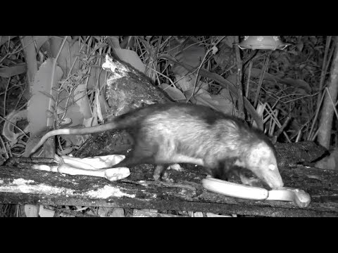 Opossum visitor to the Panama Fruit Feeder. 19.09 / 27 November 2018