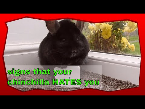 5 signs a chinchilla HATES you