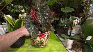 Potting Houseplants Into Decorative Pots