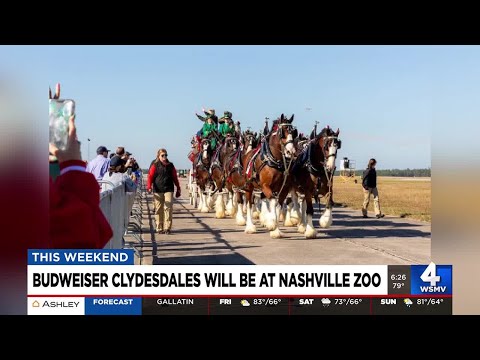 Budweiser Clydesdales will be at Nashville Zoo