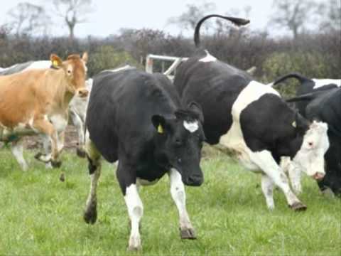 CowCube - Grooved For Extra Flava