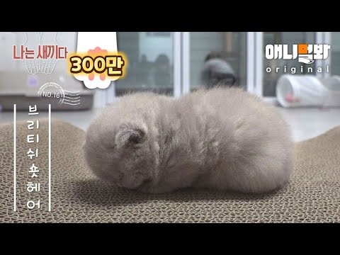 나는 태어난 지 26일 된 브리티쉬 숏헤어 고양이 새끼다 [애니멀봐 나새끼 16호]ㅣI'm a 26-Day-Old British Shorthair Kitten