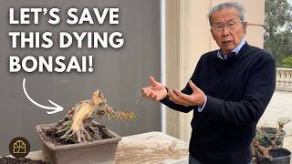 Rescuing a Dying Trident Maple Bonsai