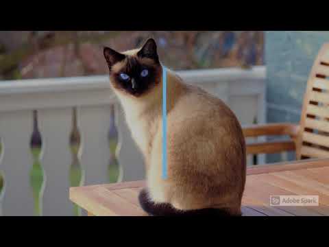 OWNING A CAT 😸 (pros and cons of getting a cat that you NEED to know!)-Part -1