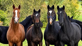 Goldener Oktober 2026 mit den Trakehnern des Gestüt Hämelschenburg 