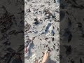 ASMR SHORT VIDEO WALKING IN WHITE MUD