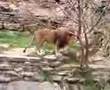 Roaring Lion