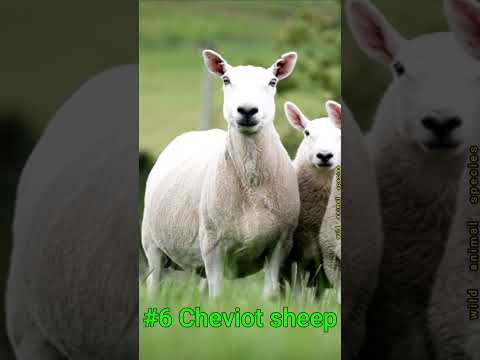 TOP 10 BEST SHEEP BREEDS IN  THE WORLD #sheep #sheepfarming #top10 #top10sheep