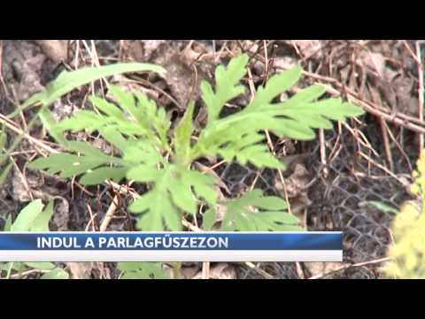 Budai Híradó - 2015. június 22.