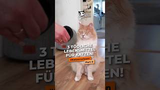 3 tödliche &amp; giftige Lebensmittel für Katzen! Part 2. Das dürfen Katzen nicht fressen! #katzenwissen