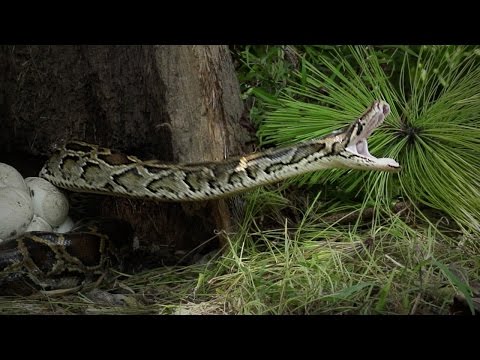 Python vs Killer Toad 02 Timelapse