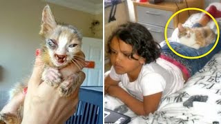 Deformed Kitty Left For Dead Is Discovered By A Young Girl. You Won't Believe What She Did