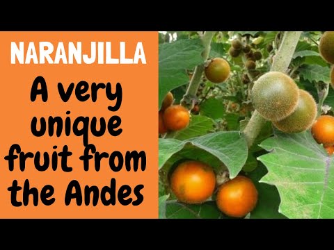 The Golden Fruit of the Andes | Naranjilla | La fruta dorada de los andes