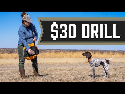 Puppy Pointing Drill: Cheap and Easy!