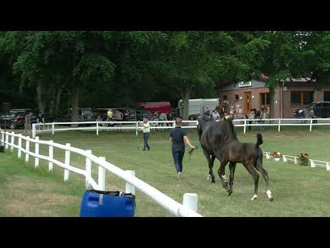 Fohlenschau Sandbostel 2021, Springfohlenring Kommentar der Richter