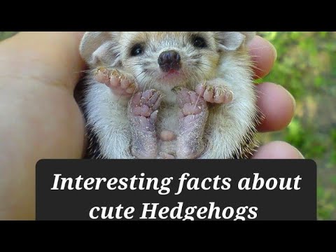 Interesting facts about Hedgehogs,amazing facts