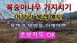[텃밭농부 2,144]  복숭아나무 가지치기의 목적과 방법을 알면 초보자도 OK! #복숭아재배 #가지치기