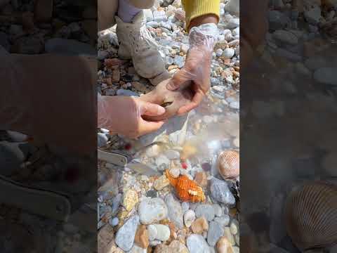 Sea Agate and Sea Crystal: Finding Hidden Treasures on the Shore and rare pearl