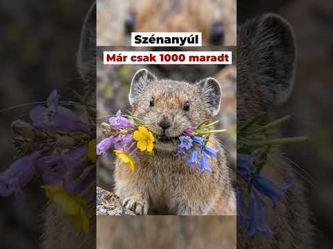 Ezek az állatok kifognak halni 2027-re #animals