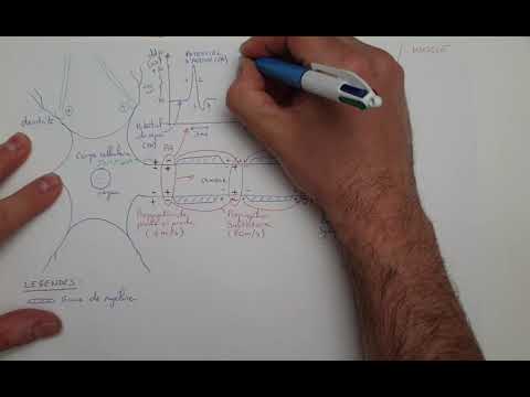 [eSVT] Le potentiel d'action et la transmission synaptique