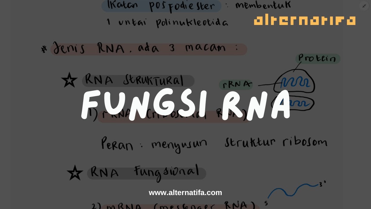 Materi Genetik: Fungsi RNA | Biologi | Alternatifa