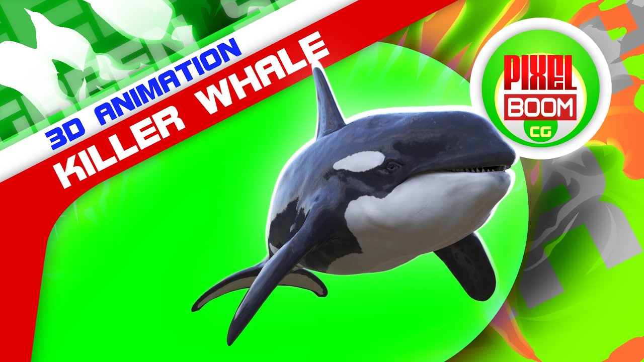 Green Screen Orca Killer Whale 3D Animation PixelBoomCG