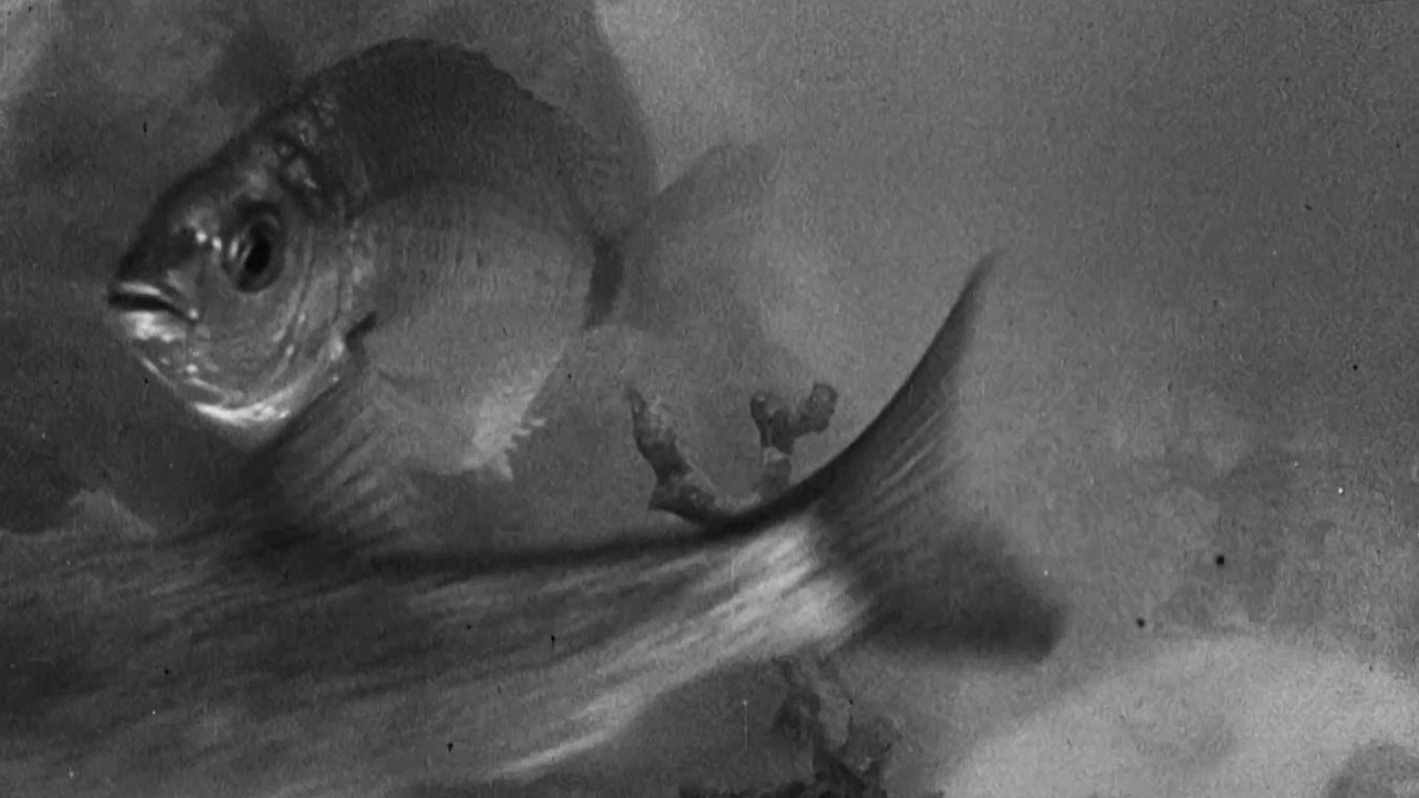 Fantasia sottomarina, 1940 di Roberto Rossellini